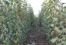 مشخصات 10 نوع از انواع مختلف نهال پسته