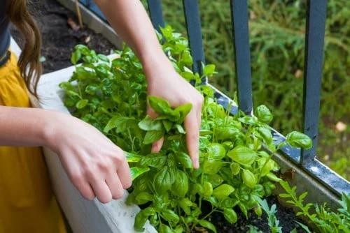 5 باور غلط در مورد پرورش سبزیجات در خانه