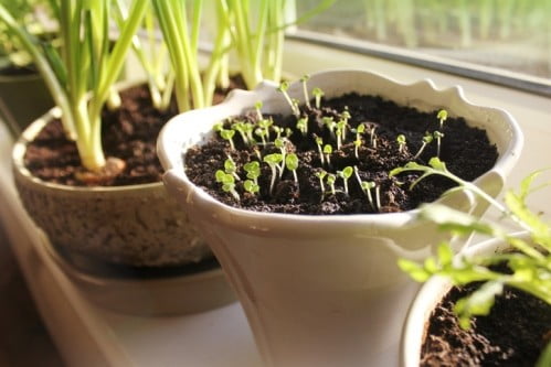 5 باور غلط در مورد پرورش سبزیجات در خانه
