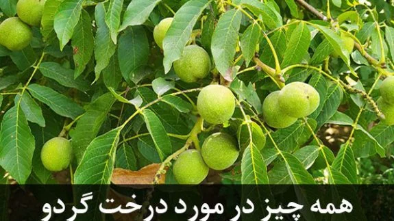  فروش نهال گردو برای ارغوان نهالچه مزایایی در پی خواهد داشت؟