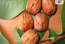 بهترین نهال گردو برای کاشت