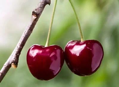 درخت گیلاس (بررسی دقیق + نکات مهم )