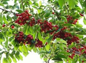 درخت گیلاس (بررسی دقیق + نکات مهم )