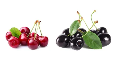درخت گیلاس (بررسی دقیق + نکات مهم )