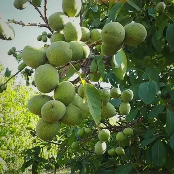 تنظیم زمان آبیاری درخت گردو چه تاثیراتی بر کنترل آفات دارد؟