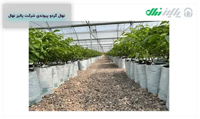 عدم پیوند درخت گردو چه عواقبی دارد؟