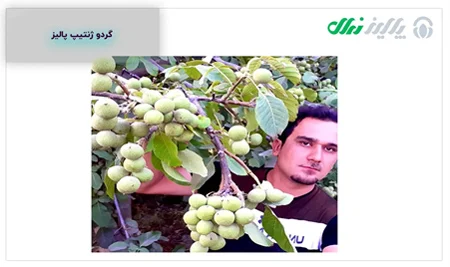 عدم پیوند درخت گردو چه عواقبی دارد؟