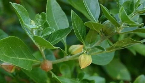 خواص گیاه دارویی پنیر باد