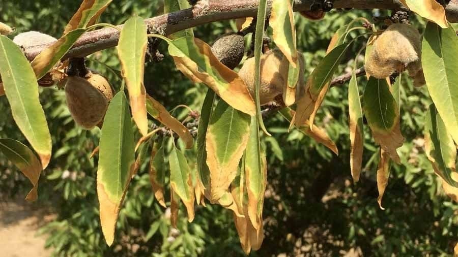 درمان زرد شدن برگ درخت بادام