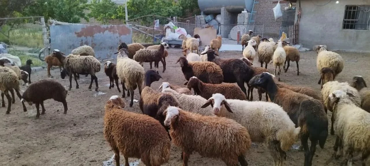 جایگاه خرید گوسفند زنده