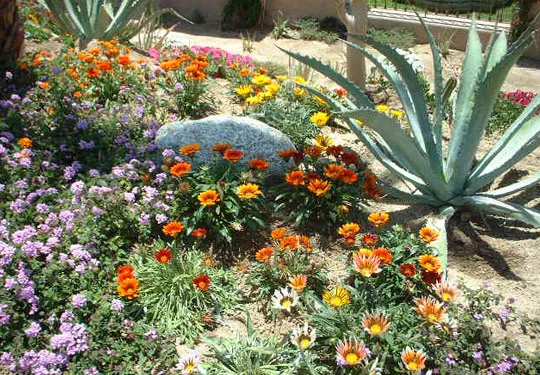 گیاهان همیشه سبز باغچه ای