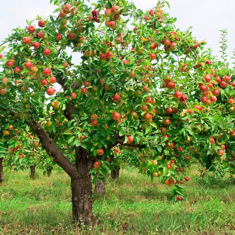 هرس حرفه ای درخت سیب