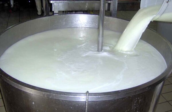 شیر خام و خطر تب مالت