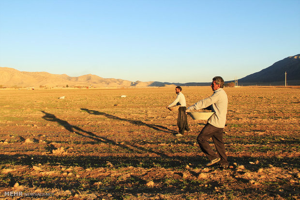 کشاورزان قبل از اقدام به کشت و زرع به فکر بیمه محصولات خود باشند - خبرگزاری آنلاین | اخبار ایران و جهان