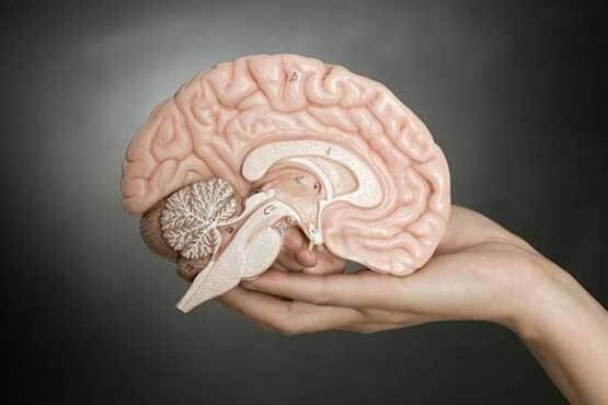 مغز زنان برتر است یا مردان؟