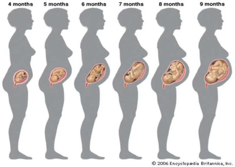 How to calculate gestational age with ultrasound