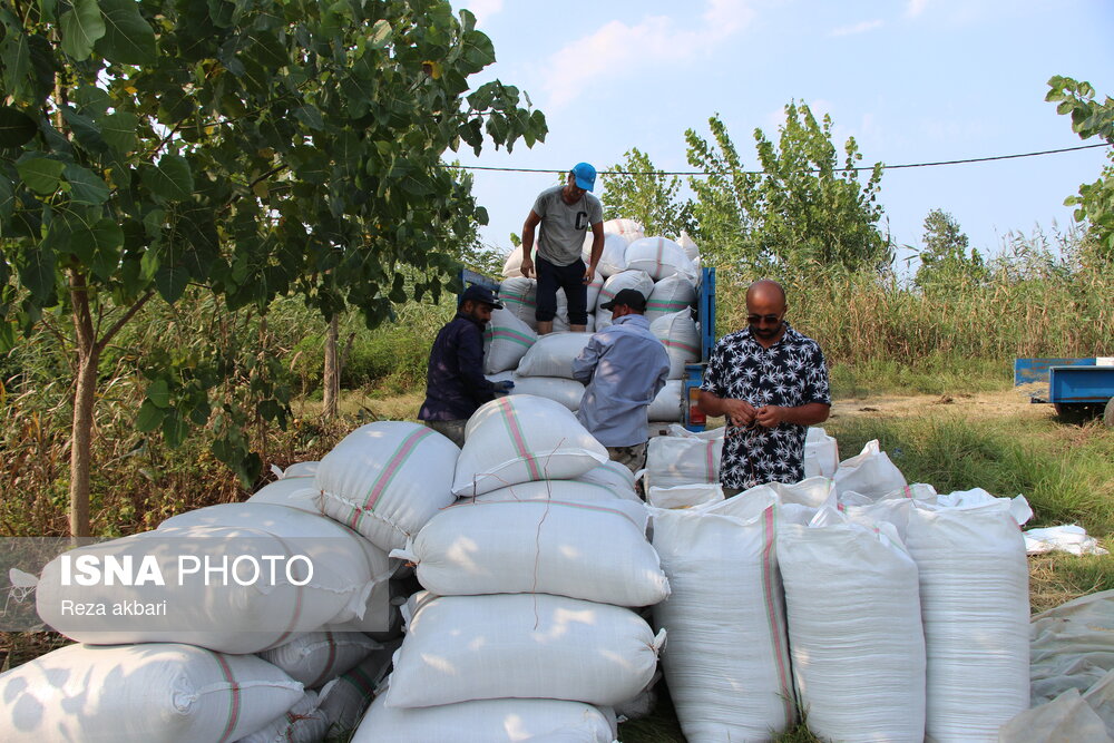 واردات ۸۰۵ هزار تن برنج تاکنون/فسادی در برنج اتفاق نیفتاده است