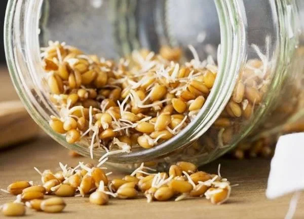 از چه گندمی برای جوانه گندم استفاده کنیم؟