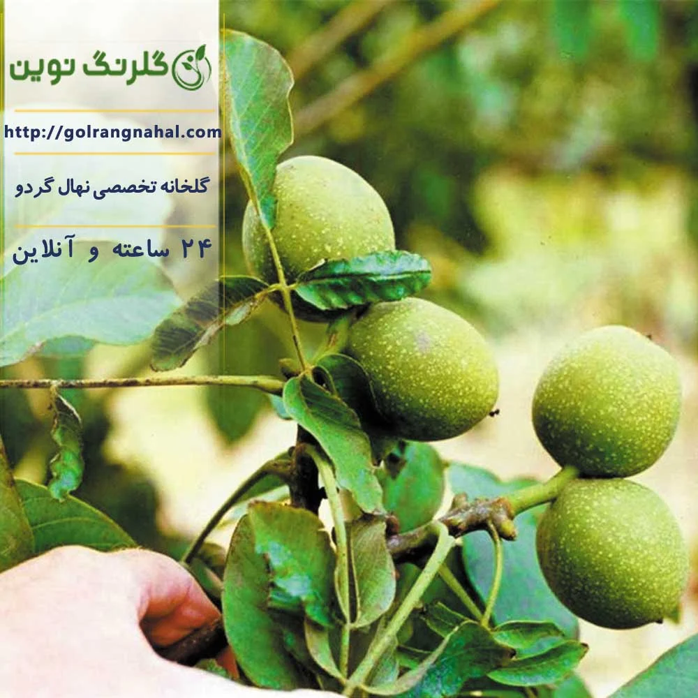 انواع گردو تویسرکان