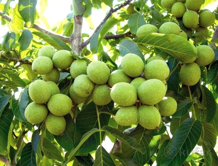 بهترین نهال گردو برای مناطق سردسیر