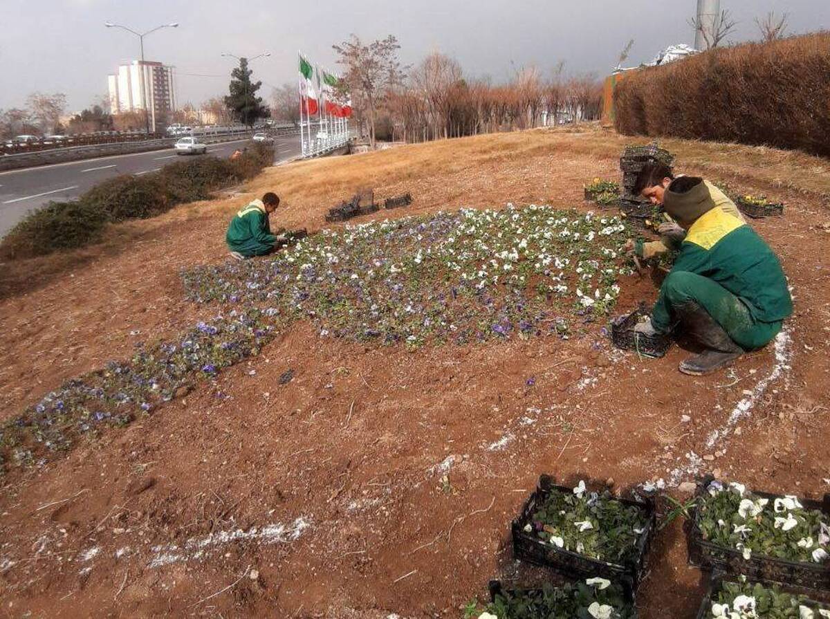 ۷ هزار متر مربع از منطقه یک فرش گل می‌شود