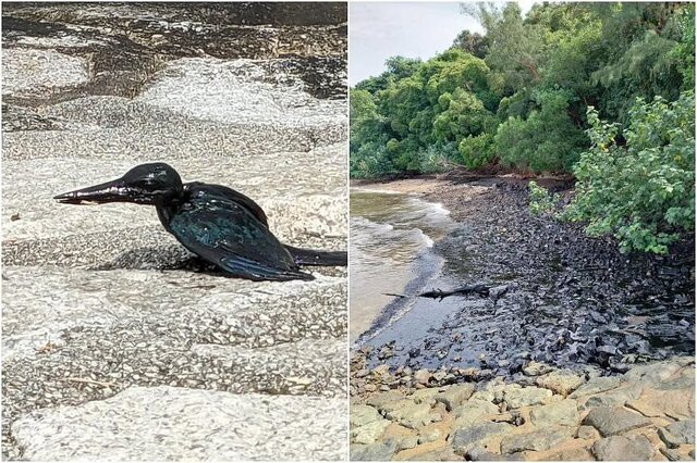 نشت نفت در سواحل سنگاپور و هشدارهای زیست محیطی