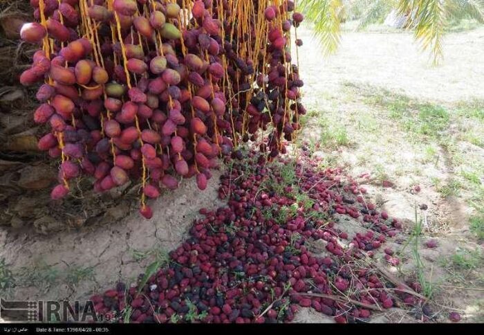 گرمای شدید در کرمان/ ۴۸۳ نفر به بیمارستان منتقل شدند