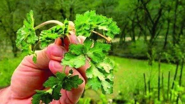 خرید سبزی چوچاق چگونه تهیه میشود؟