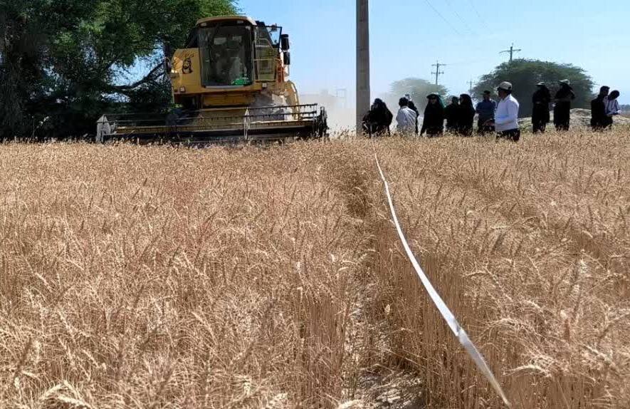 کاهش بارش‌ها کمر گندم‌کاران بوشهری را شکست؛ لزوم جبران خسارت کشاورزان - خبرگزاری مهر | اخبار ایران و جهان