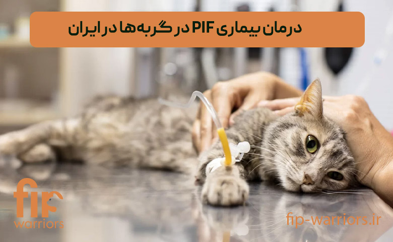پشتیبانی و مشاوره درمان FIP در ایران: همراهی گروه FIP Warriors