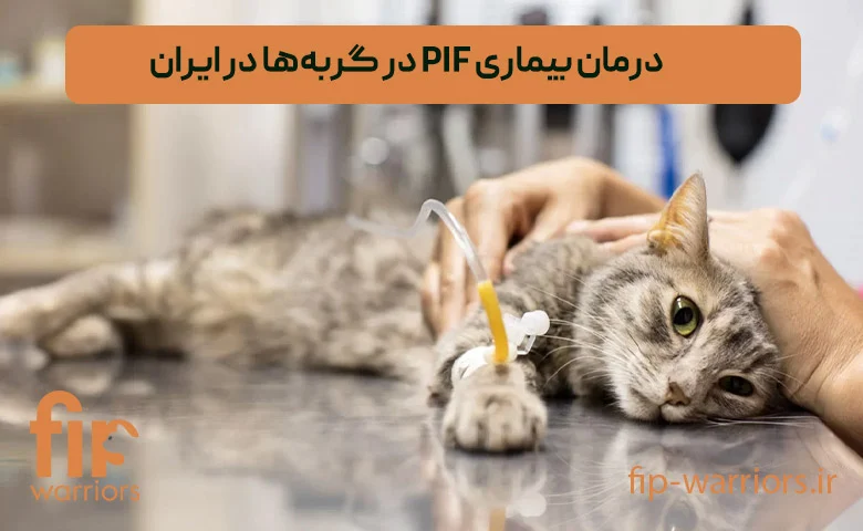 پشتیبانی و مشاوره درمان FIP در ایران: همراهی گروه FIP Warriors