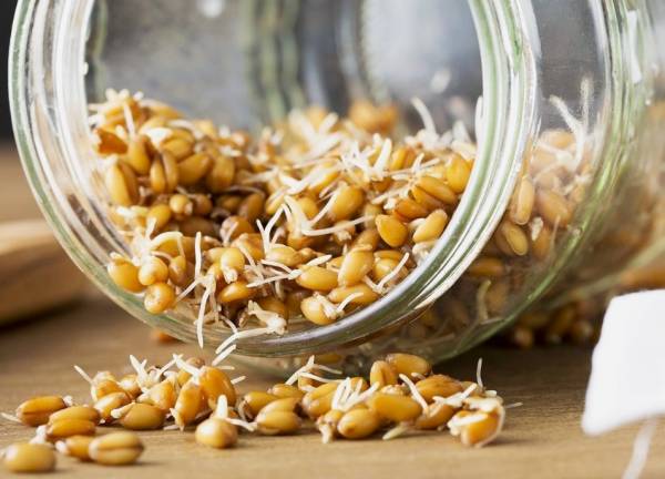 از چه گندمی برای جوانه گندم استفاده کنیم؟